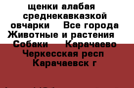 щенки алабая ( среднекавказкой овчарки) - Все города Животные и растения » Собаки   . Карачаево-Черкесская респ.,Карачаевск г.